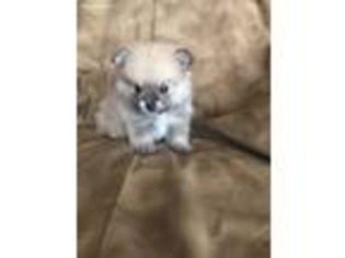 Pomeranian Puppy for sale in Hereford, AZ, USA