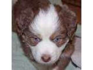 Mutt Puppy for sale in Palisade, CO, USA