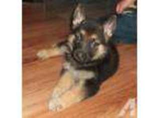 Medium Photo #1 German Shepherd Dog Puppy For Sale in BRISTOLVILLE, OH, USA