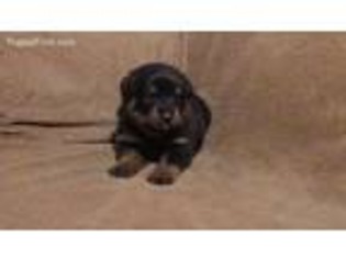 Rottweiler Puppy for sale in Wichita, KS, USA