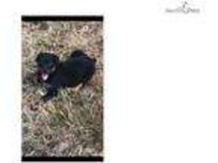 Rottweiler Puppy for sale in Fredericksburg, VA, USA