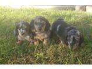 Dachshund Puppy for sale in Ava, MO, USA