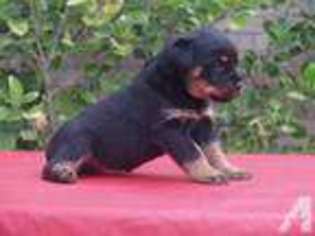 Rottweiler Puppy for sale in MISSOURI CITY, TX, USA