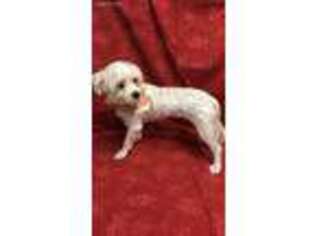 Maltese Puppy for sale in Trussville, AL, USA