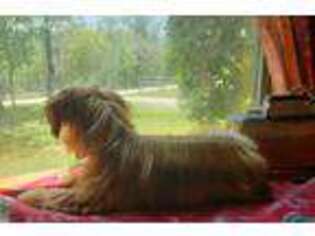 Yorkshire Terrier Puppy for sale in Summerfield, FL, USA