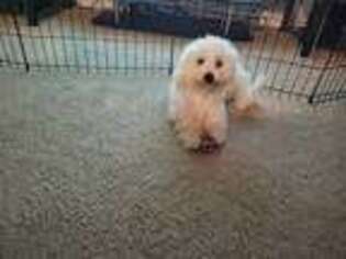 Bichon Frise Puppy for sale in Liverpool, NY, USA