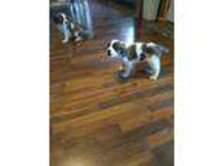 Saint Bernard Puppy for sale in Archbold, OH, USA