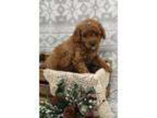 Cavapoo Puppy for sale in Womelsdorf, PA, USA