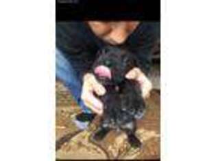 Cane Corso Puppy for sale in Walnut Creek, CA, USA