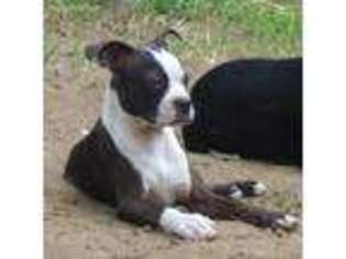 Boston Terrier Puppy for sale in NEW WAVERLY, TX, USA