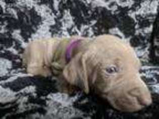 Weimaraner Puppy for sale in Shawsville, VA, USA