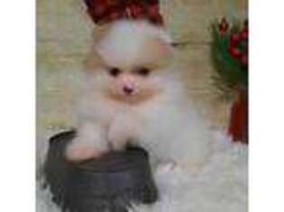 Pomeranian Puppy for sale in Idabel, OK, USA
