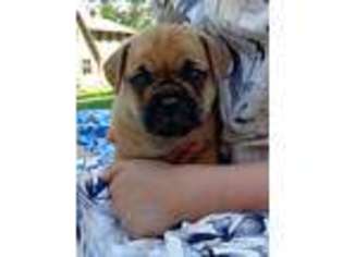 Puggle Puppy for sale in Landisburg, PA, USA