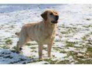 Labrador Retriever Puppy for sale in Granville, OH, USA