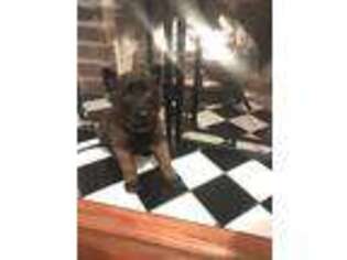 Belgian Malinois Puppy for sale in Mount Vernon, MO, USA