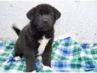 Akita Puppy for sale in Quarryville, PA, USA