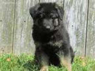 German Shepherd Dog Puppy for sale in Bethpage, TN, USA