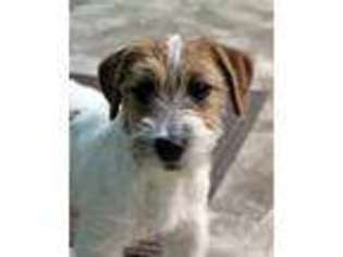 Jack Russell Terrier Puppy for sale in Weiser, ID, USA