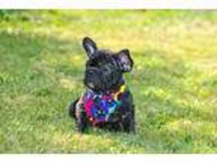 French Bulldog Puppy for sale in New Castle, DE, USA