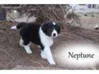 Collie Puppy for sale in Carson City, NV, USA