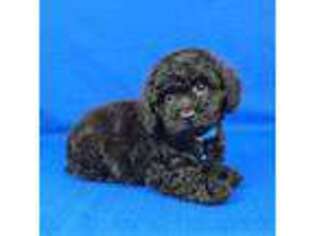 Cock-A-Poo Puppy for sale in Belleview, FL, USA