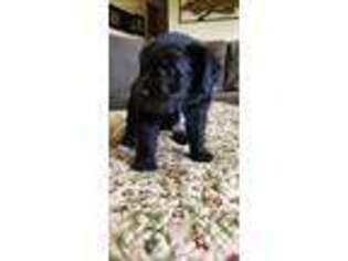 Schnoodle (Standard) Puppy for sale in Philomath, OR, USA