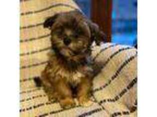 Havanese Puppy for sale in Holmesville, OH, USA