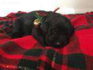 Labrador Retriever Puppy for sale in Kearny, AZ, USA