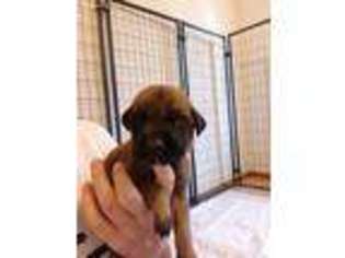 Mastiff Puppy for sale in Olney, IL, USA