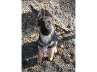 German Shepherd Dog Puppy for sale in Payson, IL, USA