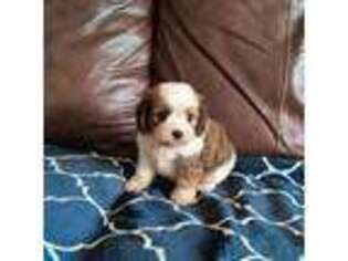 Cavapoo Puppy for sale in Spanish Fork, UT, USA