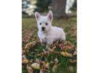 West Highland White Terrier Puppy for sale in Sibley, IA, USA