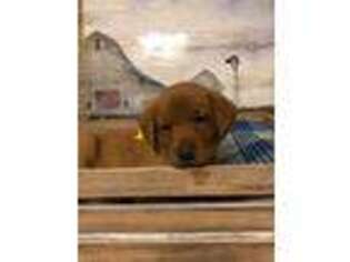 Labrador Retriever Puppy for sale in Russellville, AR, USA