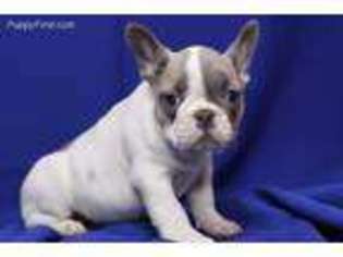 French Bulldog Puppy for sale in Ashburn, VA, USA