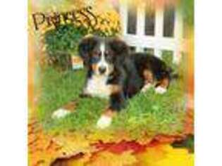 Bernese Mountain Dog Puppy for sale in Hayesville, OH, USA