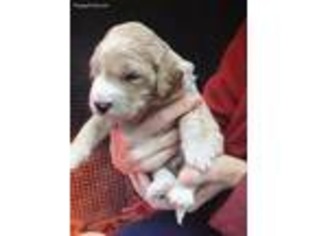 Goldendoodle Puppy for sale in Wytheville, VA, USA