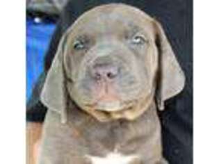 Cane Corso Puppy for sale in Lumber City, GA, USA