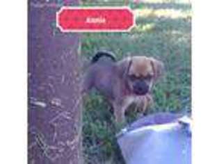 Puggle Puppy for sale in Topeka, KS, USA