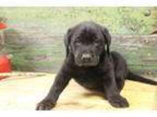 Labrador Retriever Puppy for sale in Boones Mill, VA, USA