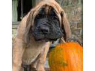 Mastiff Puppy for sale in New Park, PA, USA