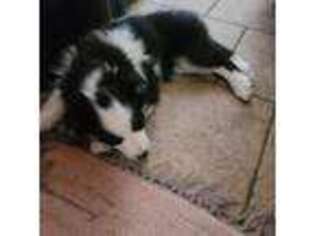 Border Collie Puppy for sale in Hannibal, MO, USA