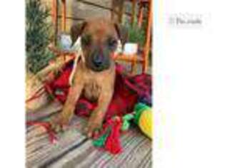 Rhodesian Ridgeback Puppy for sale in Birmingham, AL, USA