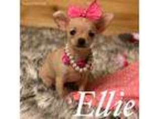 Chihuahua Puppy for sale in Claremore, OK, USA