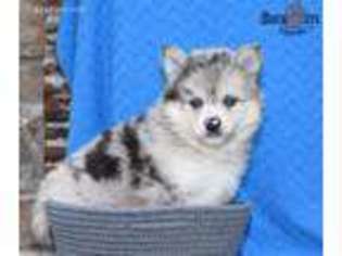Siberian Husky Puppy for sale in Westfield, IN, USA