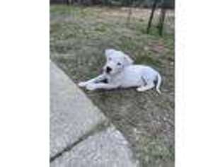 Dogo Argentino Puppy for sale in Atlanta, GA, USA