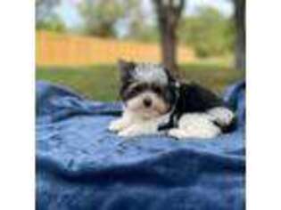 Yorkshire Terrier Puppy for sale in Houston, TX, USA