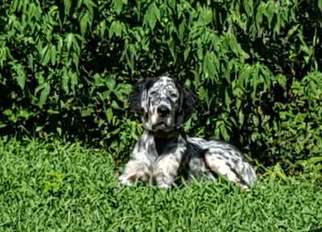 English Setter Puppy for sale in Denver, PA, USA