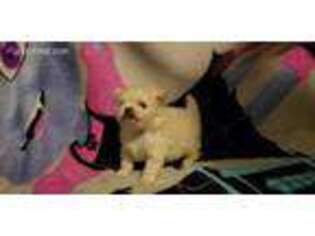 Pomeranian Puppy for sale in Wilmer, AL, USA