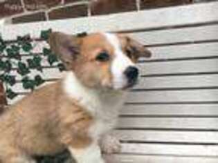 Pembroke Welsh Corgi Puppy for sale in Narvon, PA, USA
