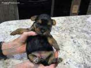 Yorkshire Terrier Puppy for sale in Linville, VA, USA
